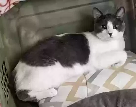 Lost cat in Claremont, CA, 91711