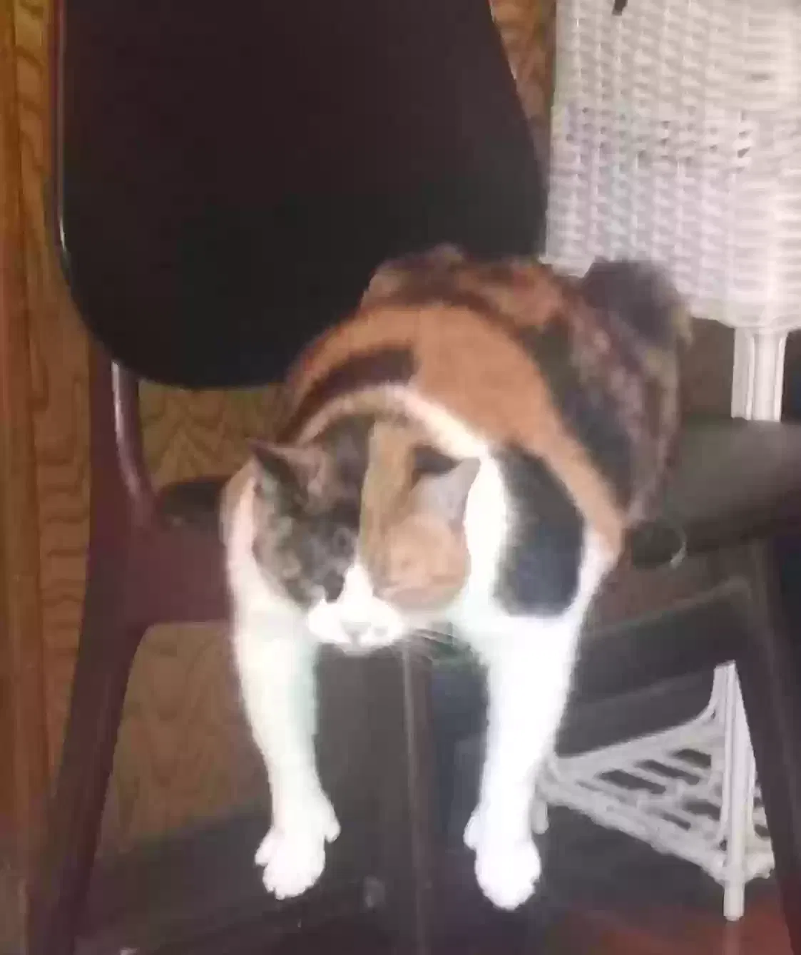 Lost cat in Springfield, MO, 65804