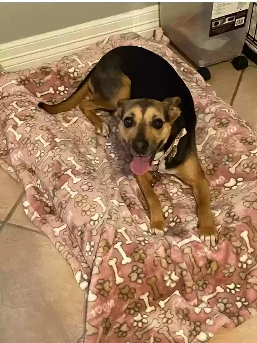 Lost dog in Houston, TX, 77085