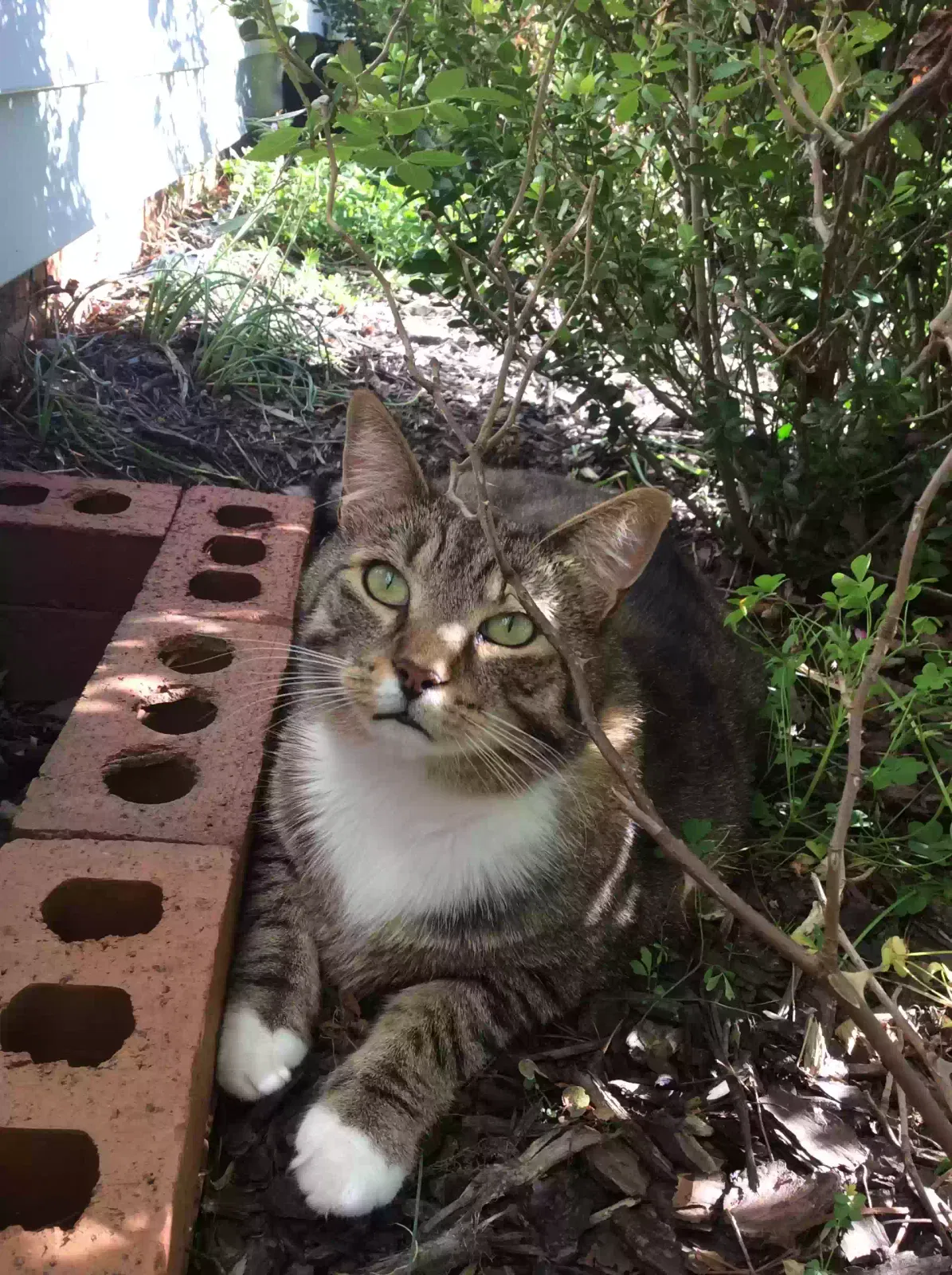 Lost cat in Lewisville, NC, 27023