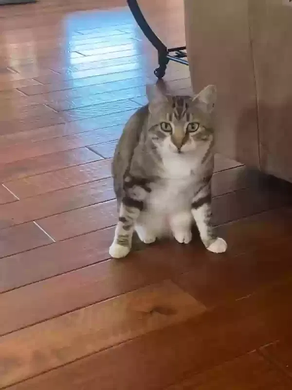 Lost cat in Topeka, KS, 66618