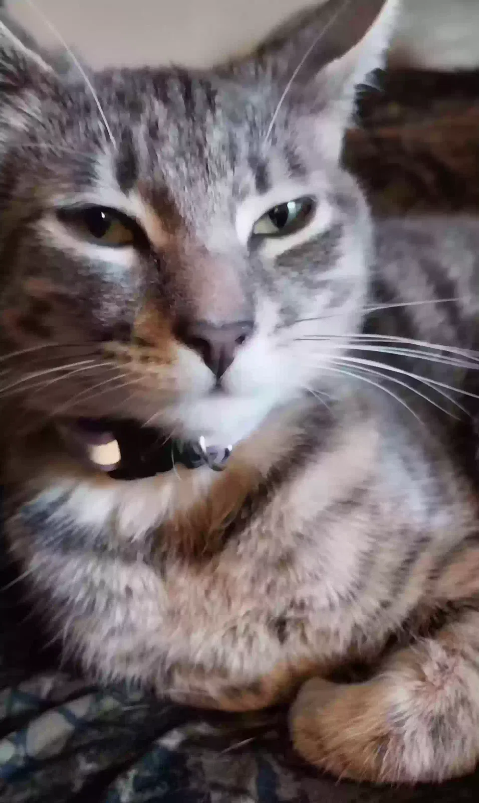 Lost cat in Vancouver, WA, 98685