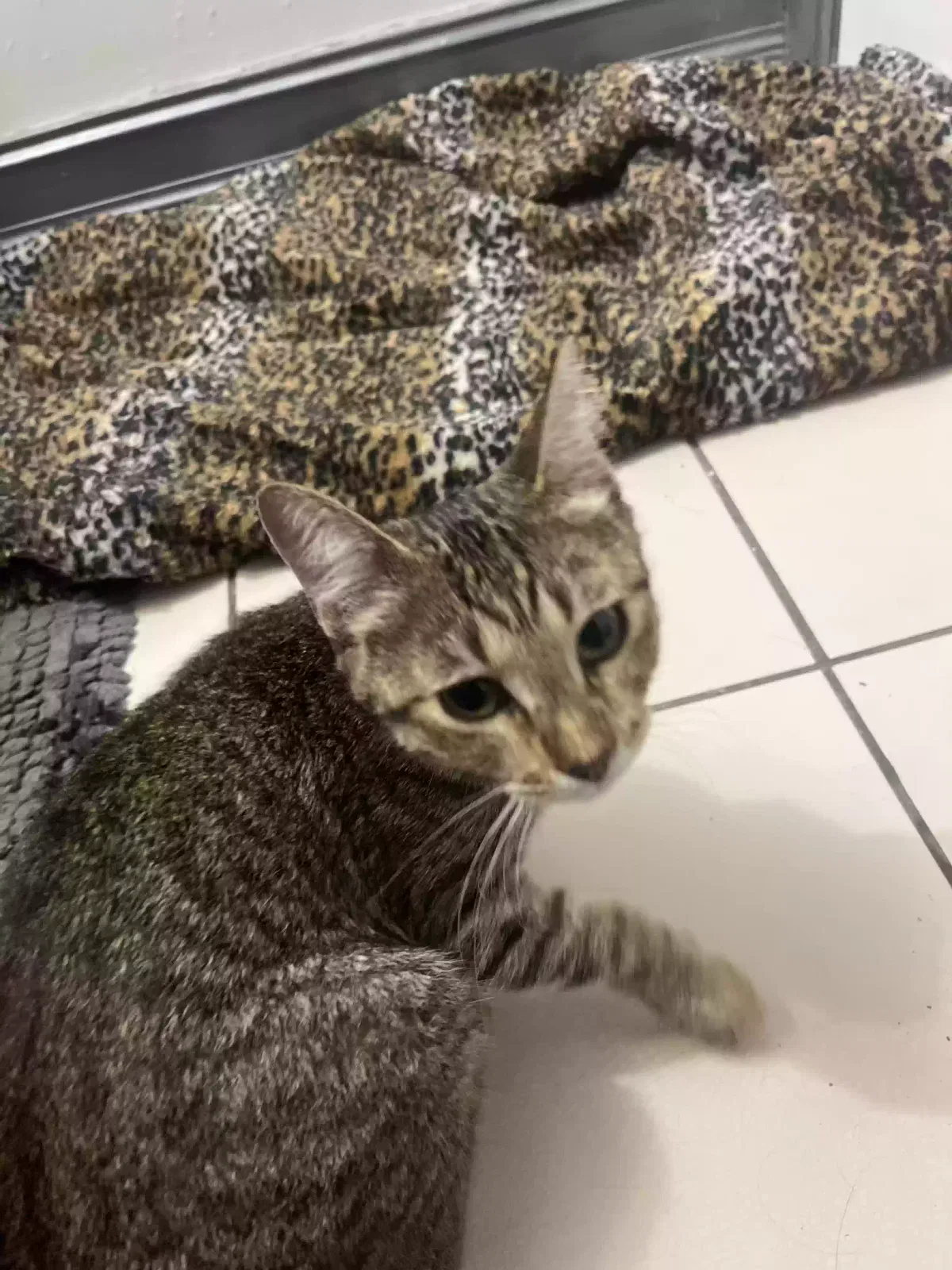 Found cat in Sarasota, FL, 34231