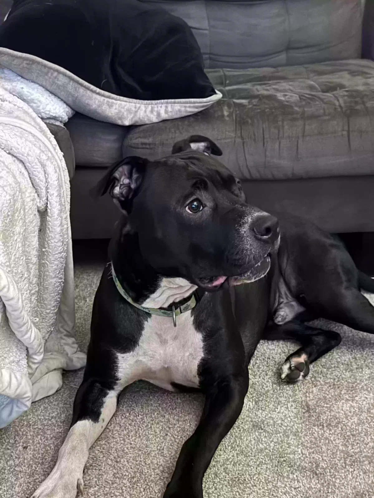 Found dog in Essex, MD, 21221