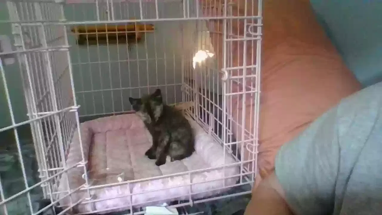 Found cat in Fairland, IN, 46126