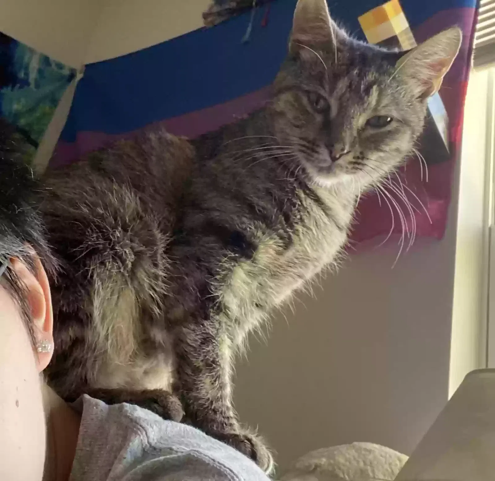 Lost cat in Saint Charles, MO, 63301