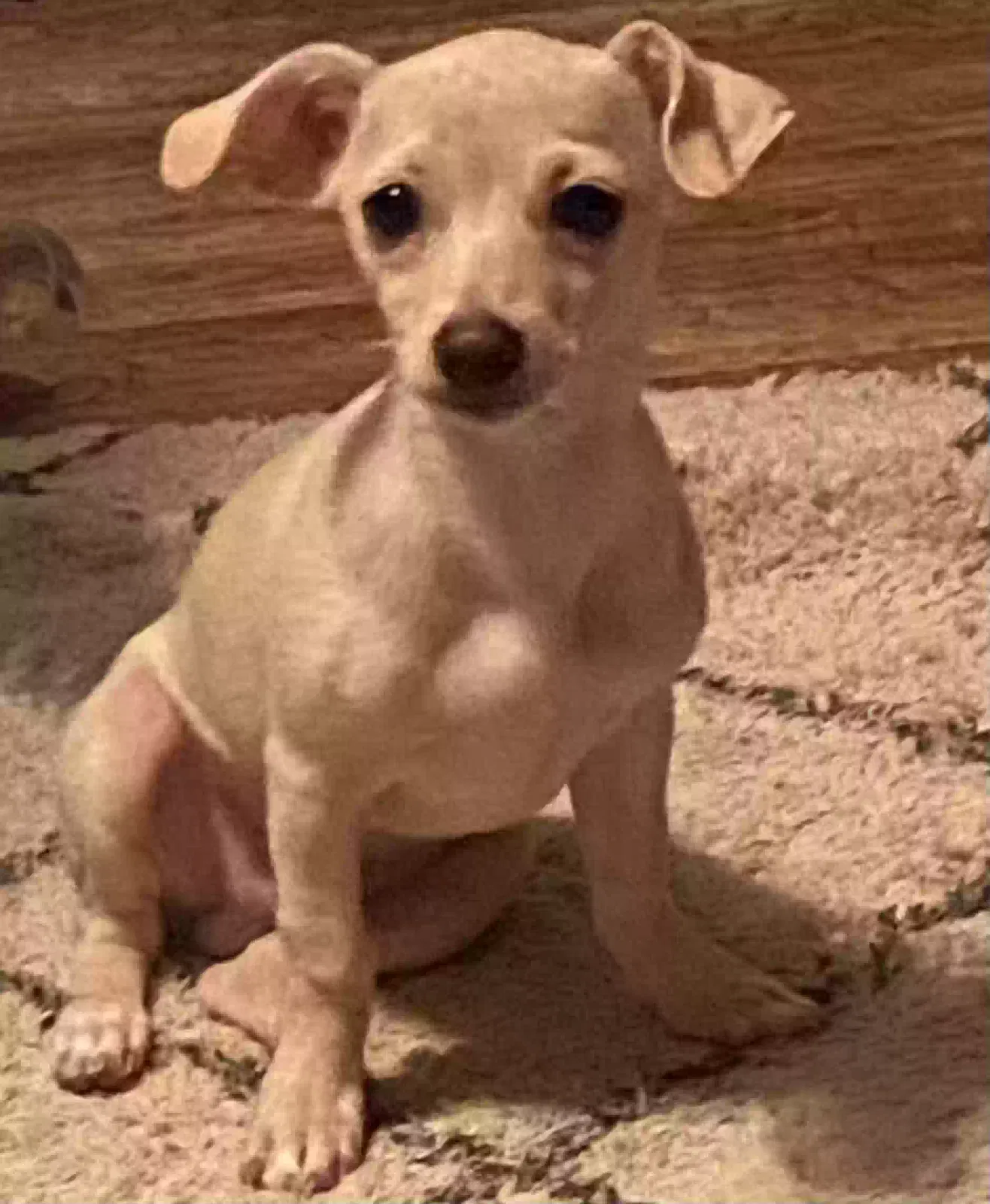 Lost dog in Porter, TX, 77365