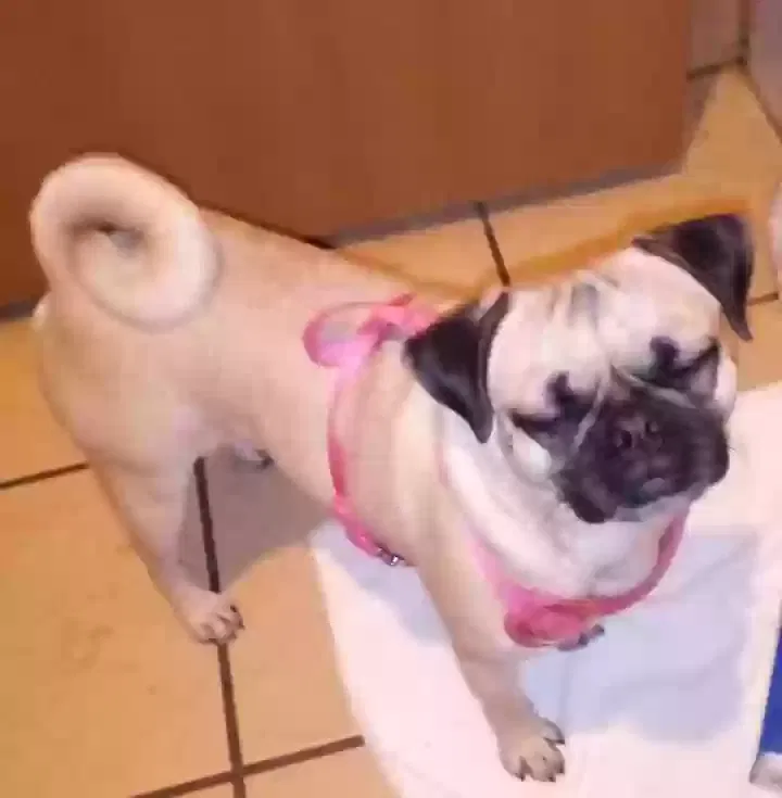 Lost dog in Albuquerque, NM, 87108