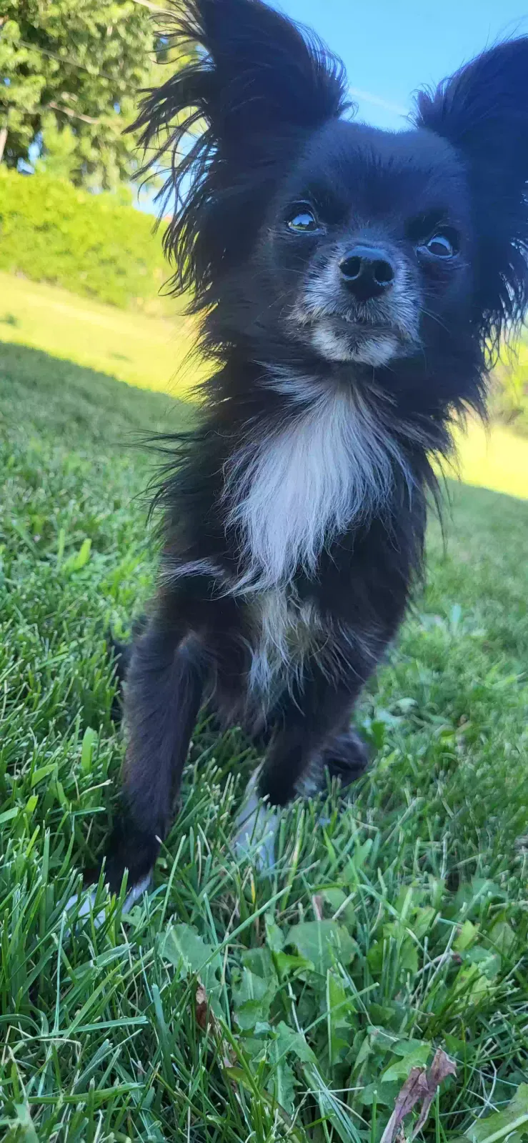 Lost dog in Seattle, WA, 98125