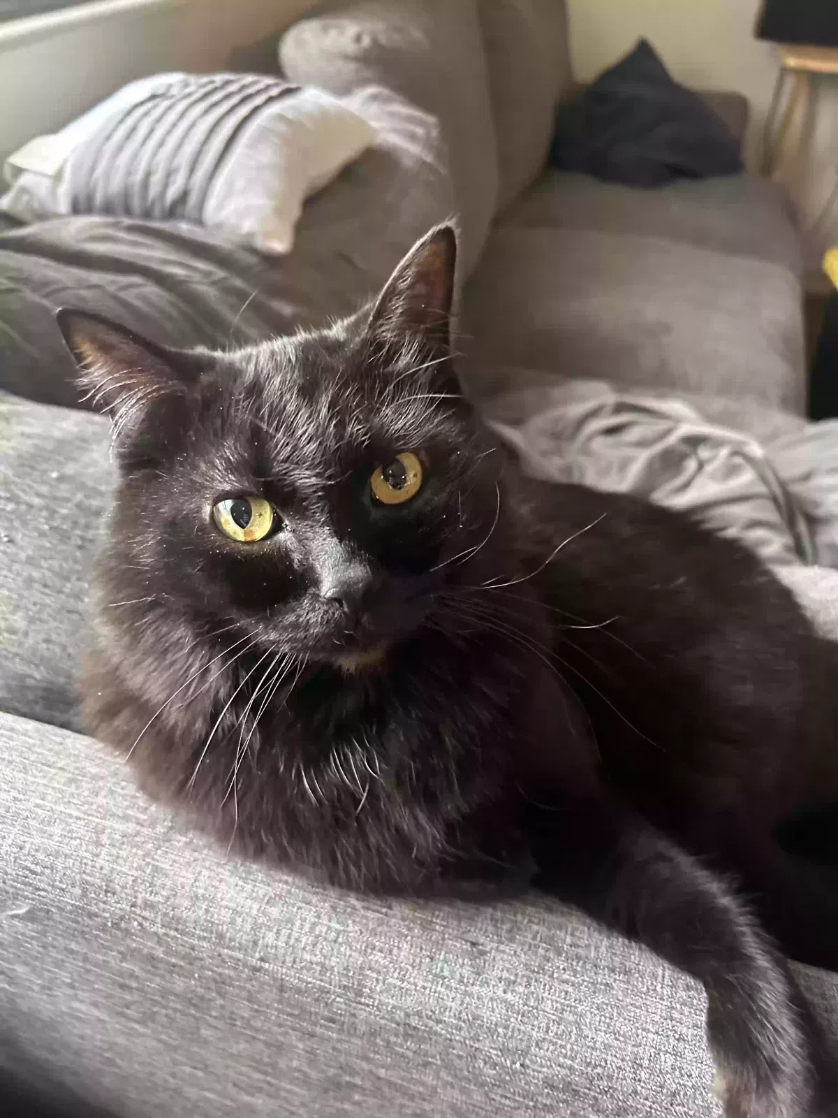 Lost cat in Salt Lake City, UT, 84107