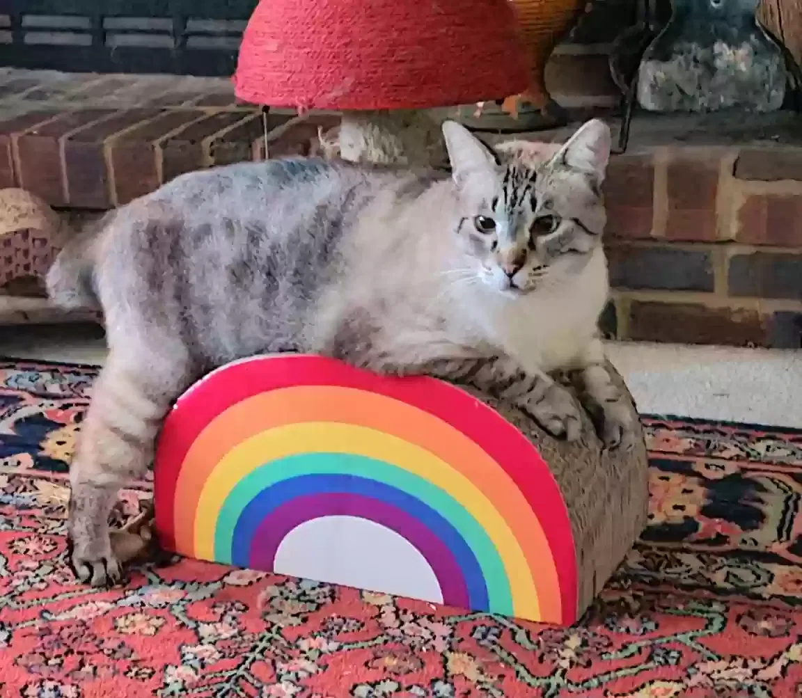 Lost cat in Daphne, AL, 36526