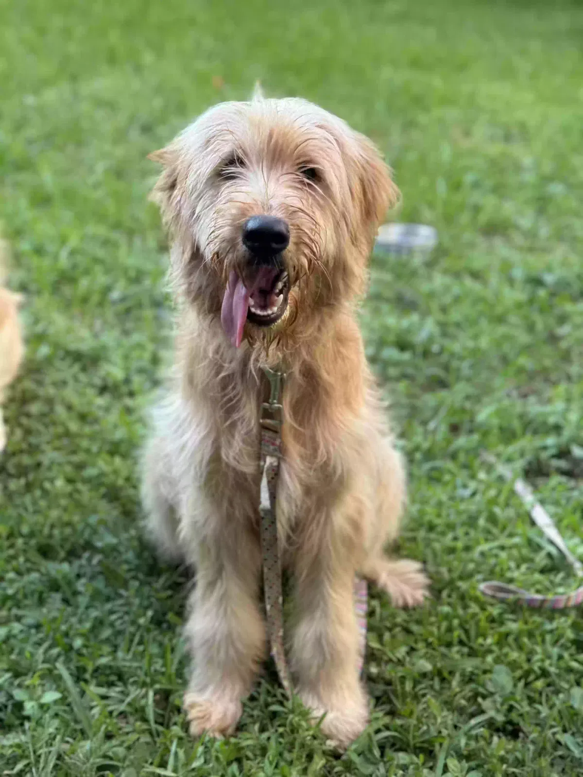 Lost dog in New Orleans, LA, 70115