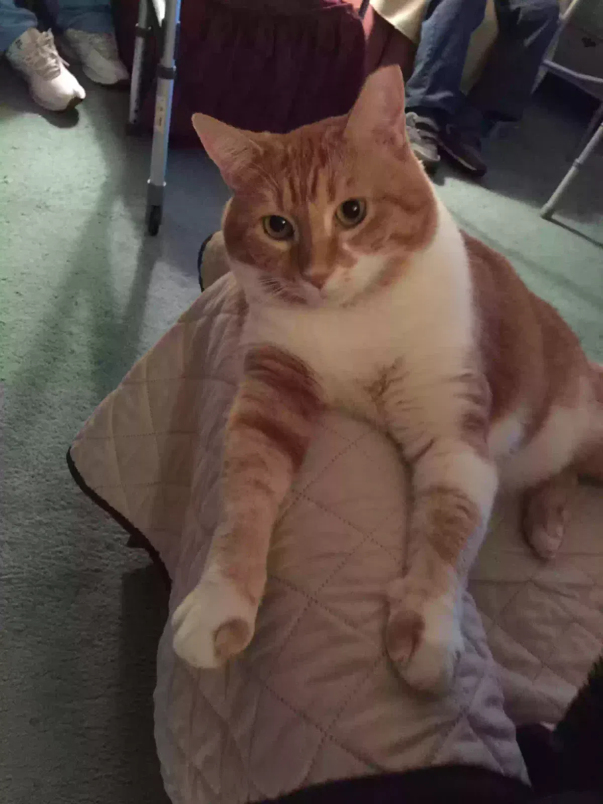 Lost cat in North Ridgeville, OH, 44039
