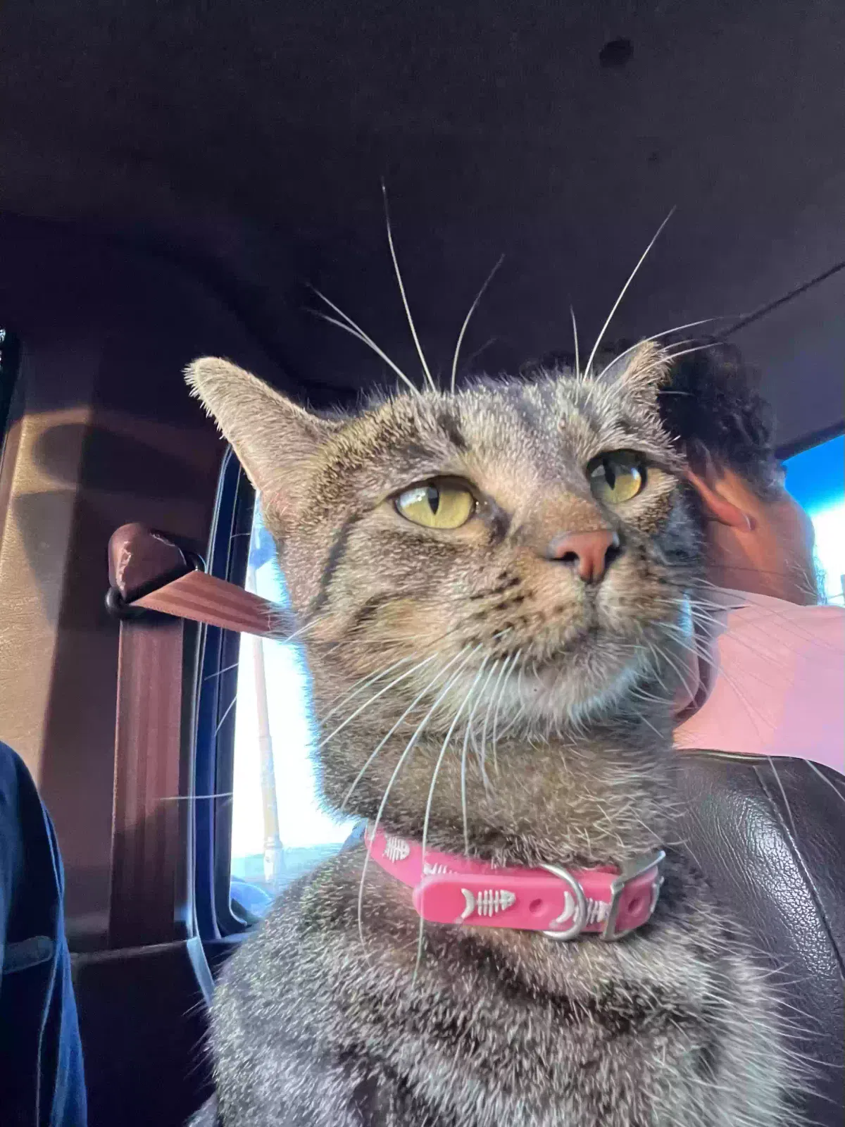 Lost cat in Los Angeles, CA, 90027