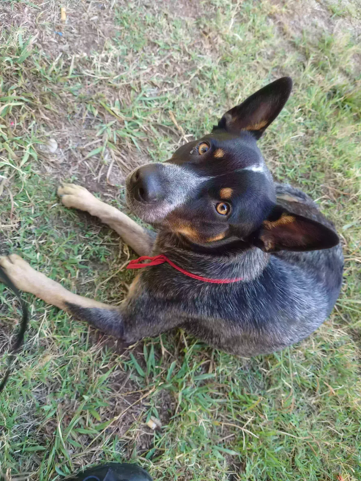 Lost dog in San Diego, CA, 92102
