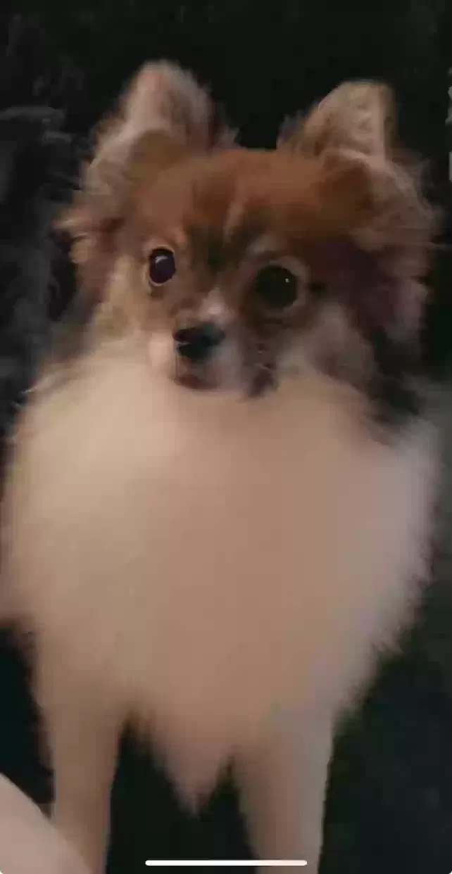 Lost dog in West Palm Beach, FL, 33404