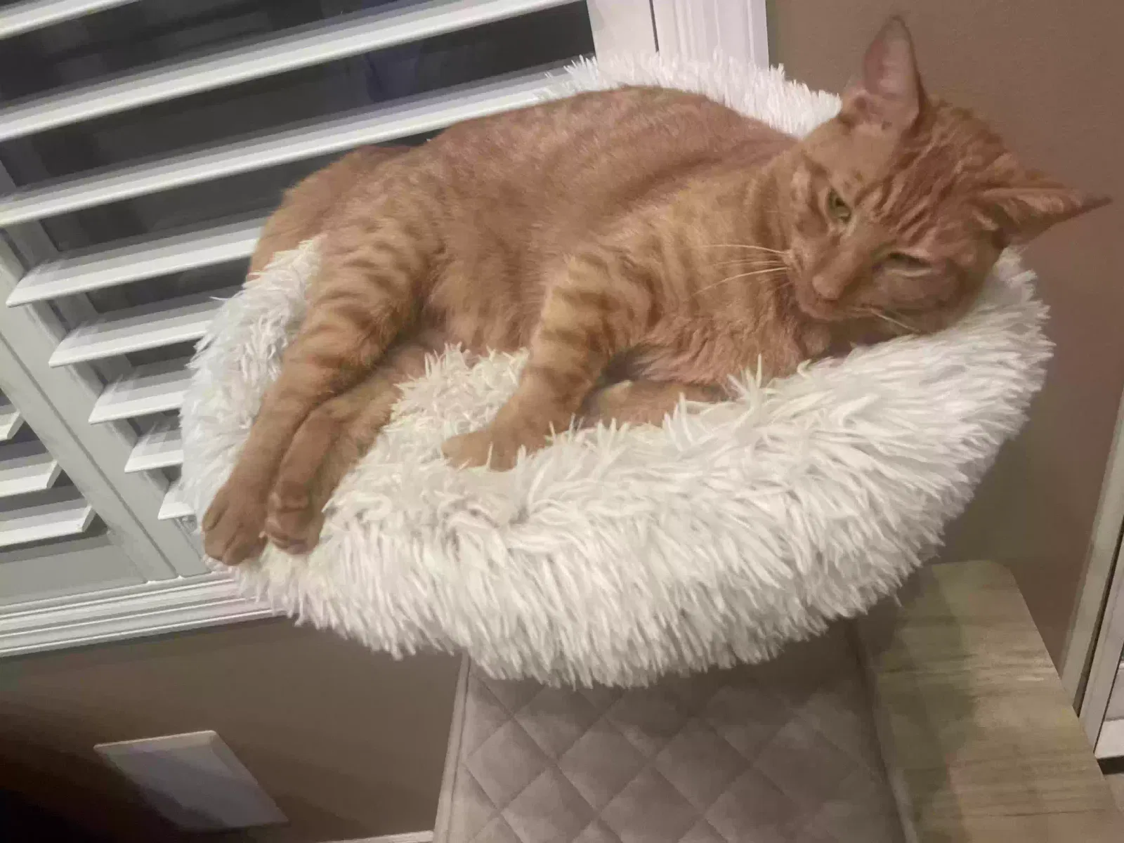 Lost cat in Santa Ana, CA, 92704
