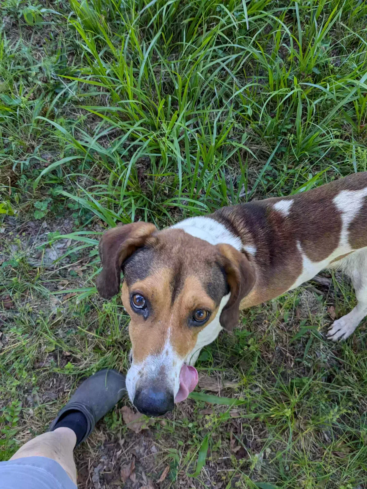 Found dog in Goshen, AL, 36035