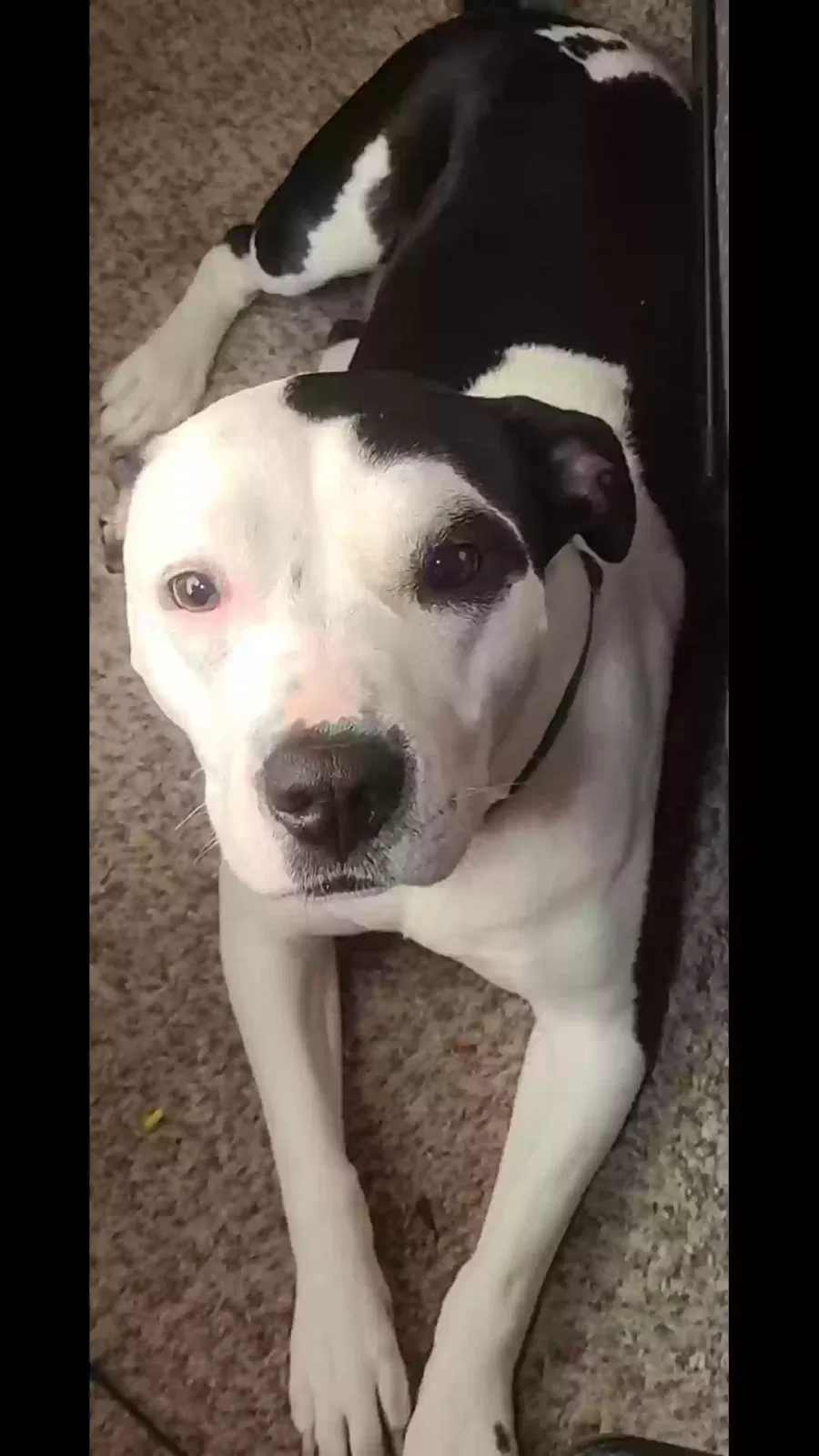 Lost dog in Venus, TX, 76084