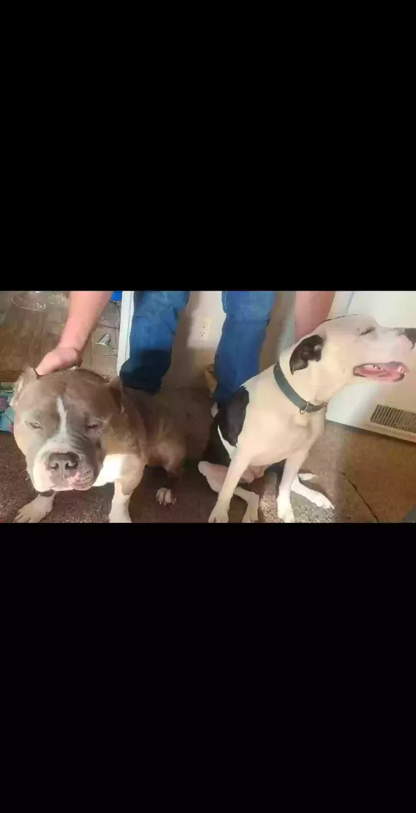 Lost dog in Venus, TX, 76084