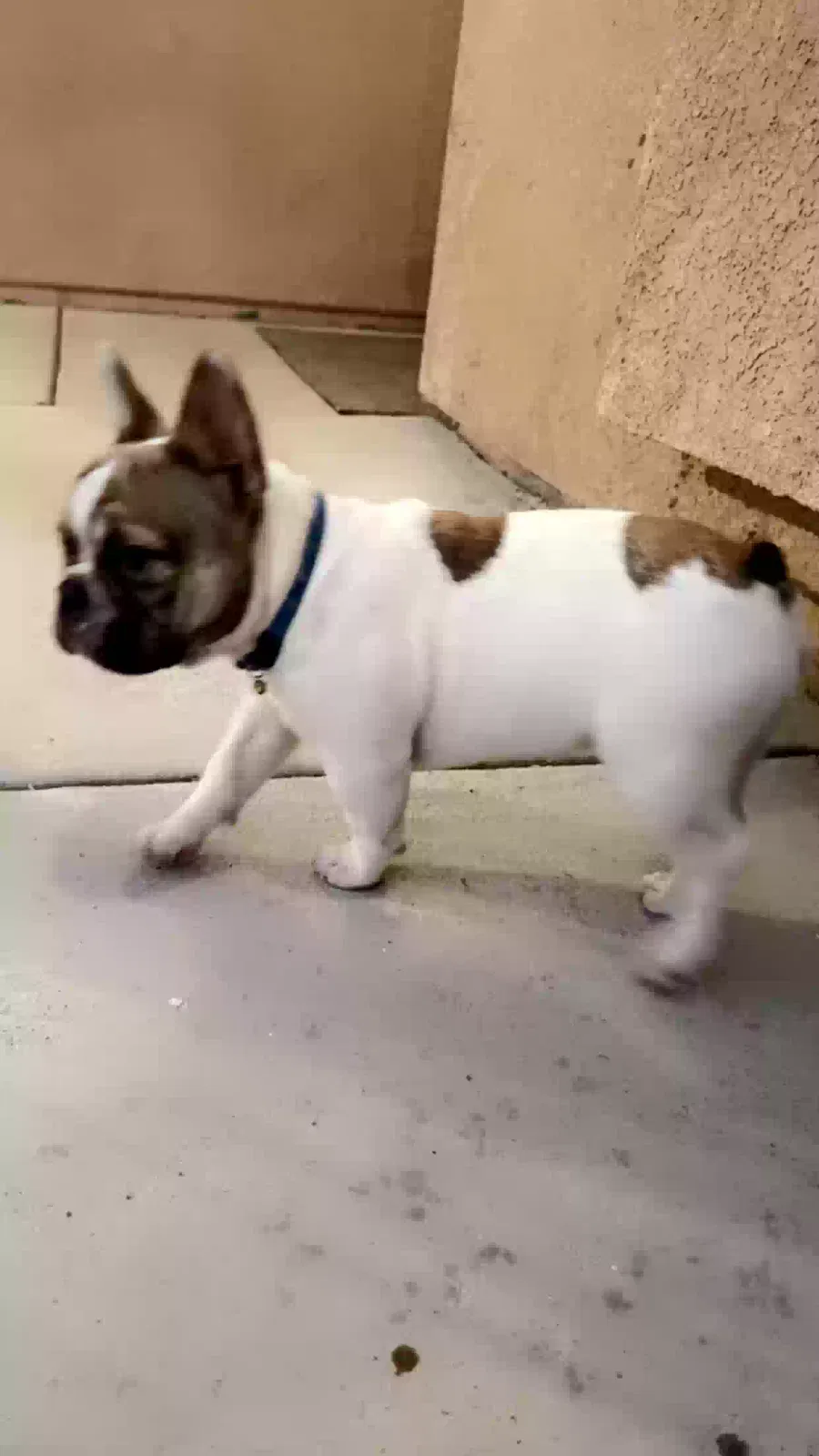 Lost dog in Whitewater, CA, 92282