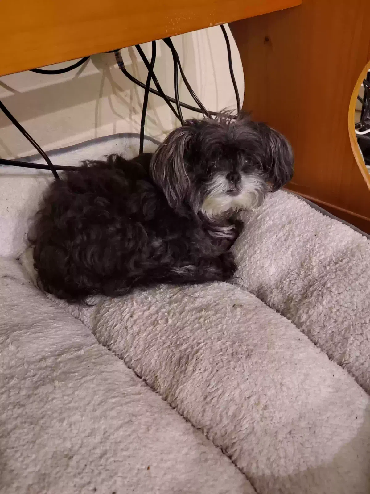 Lost dog in Apopka, FL, 32703