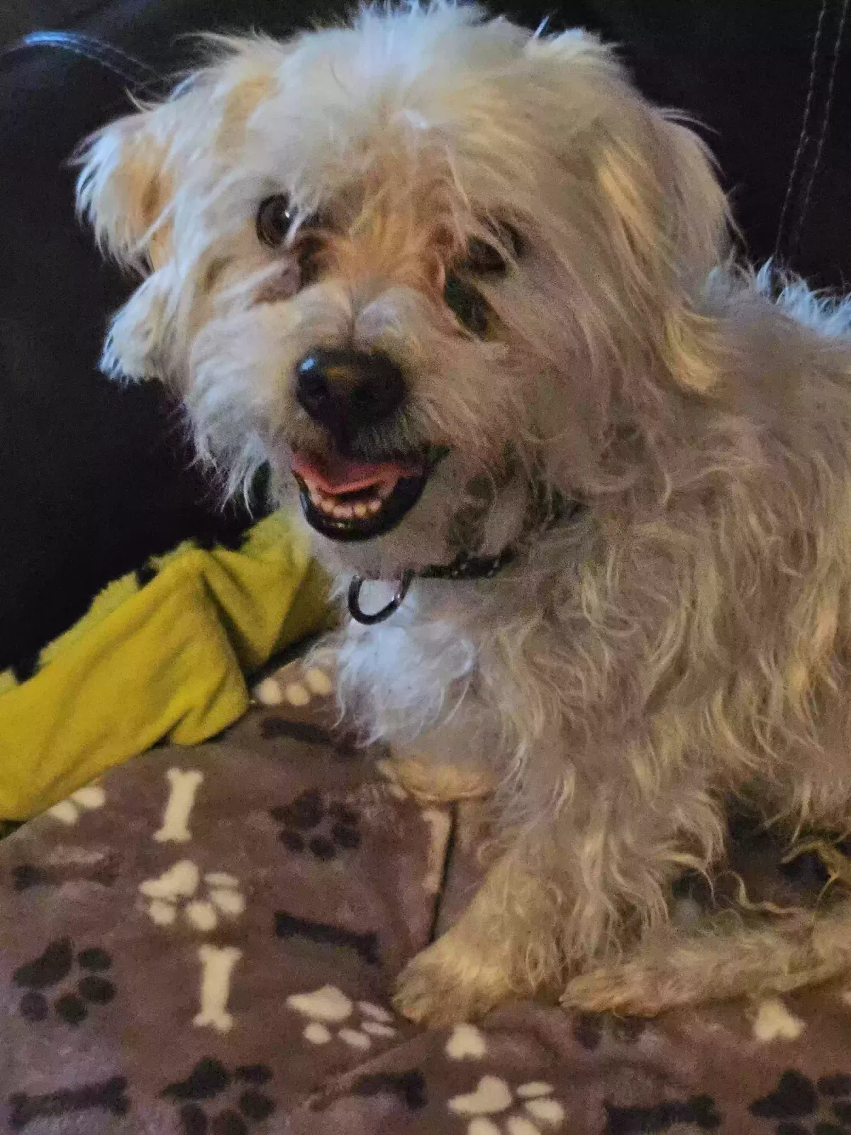Found dog in Yucca Valley, CA, 92284