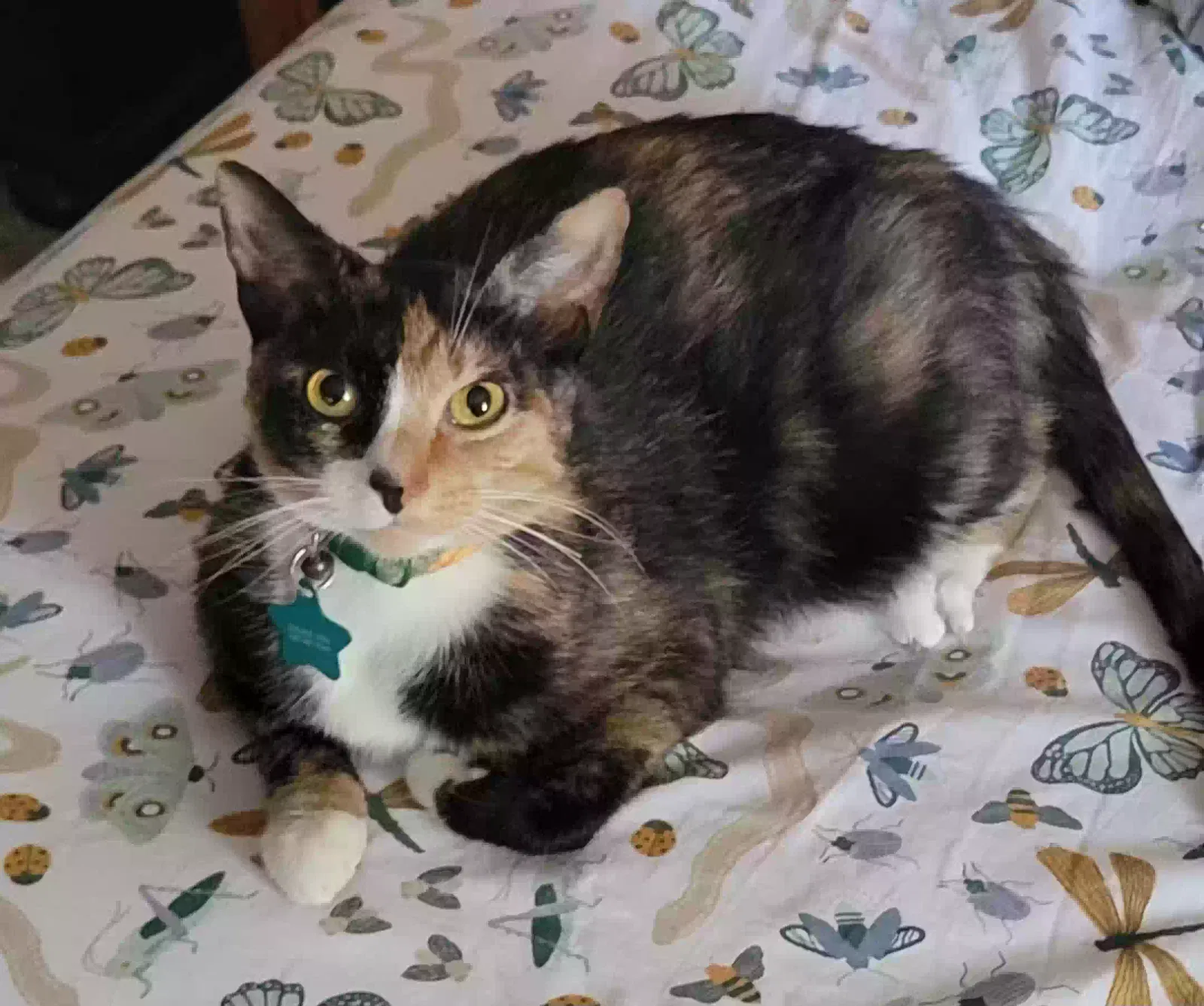 Lost cat in Strongsville, OH, 44136