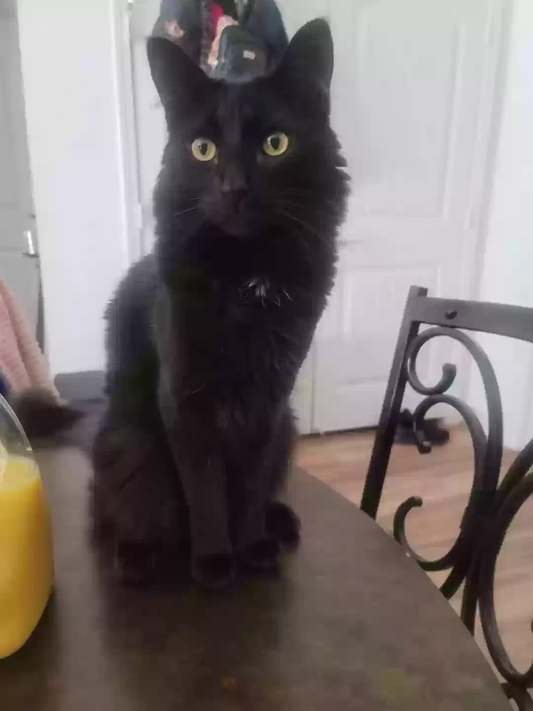 Lost cat in Pflugerville, TX, 78660