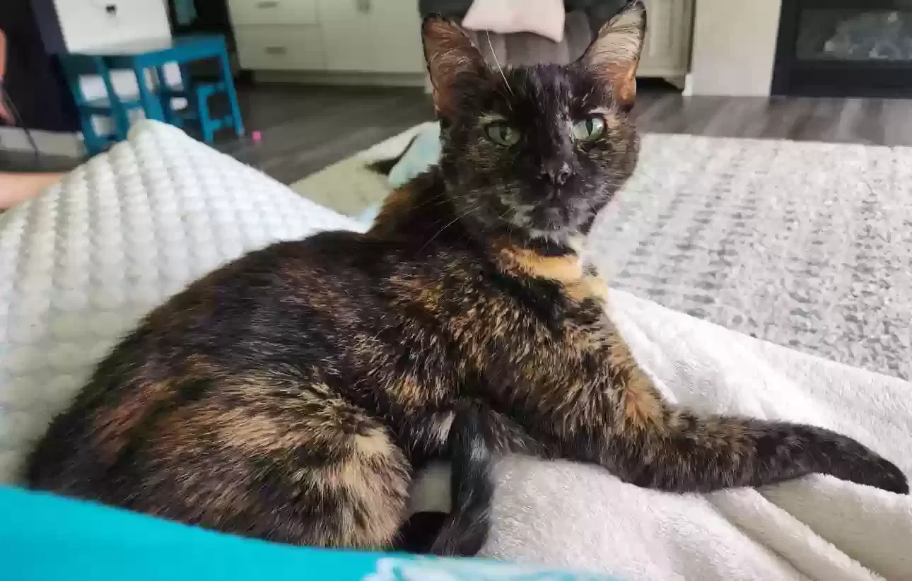 Lost cat in Fortville, IN, 46040