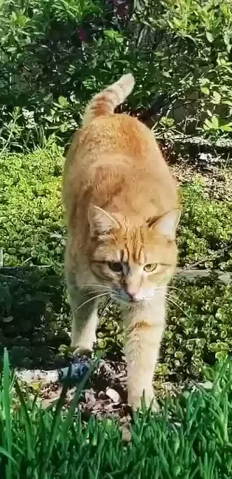 Lost cat in Peachtree City, GA, 30269