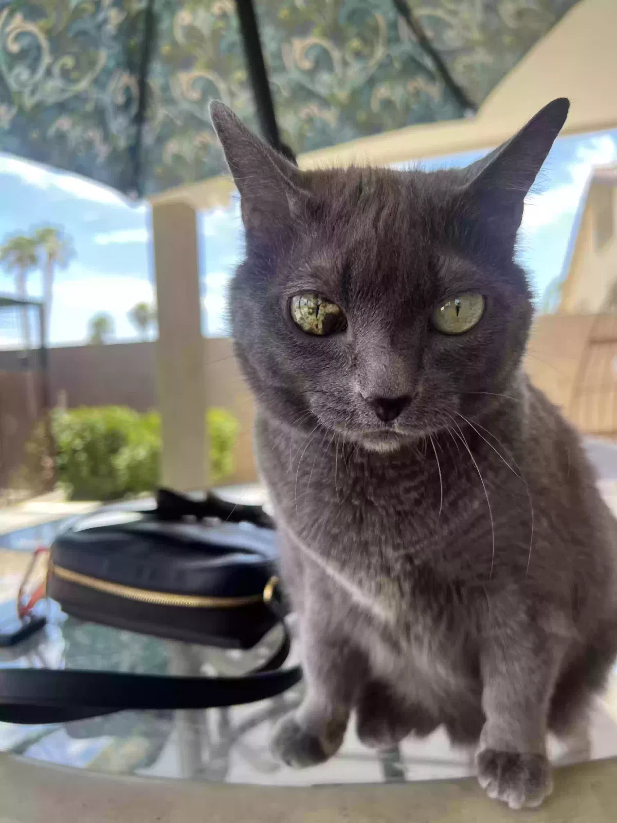 Lost cat in Las Vegas, NV, 89121