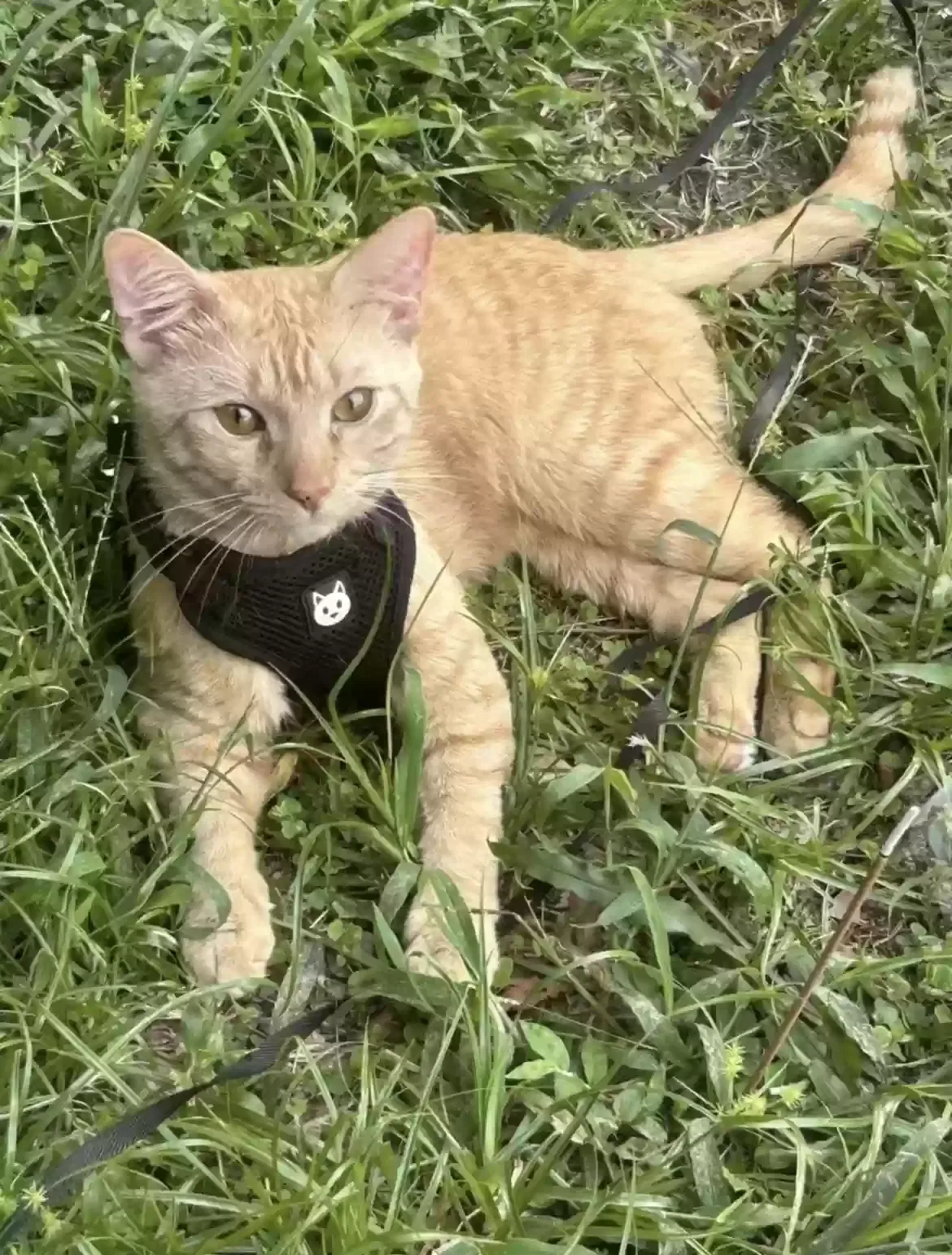 Lost cat in Ocala, FL, 34479