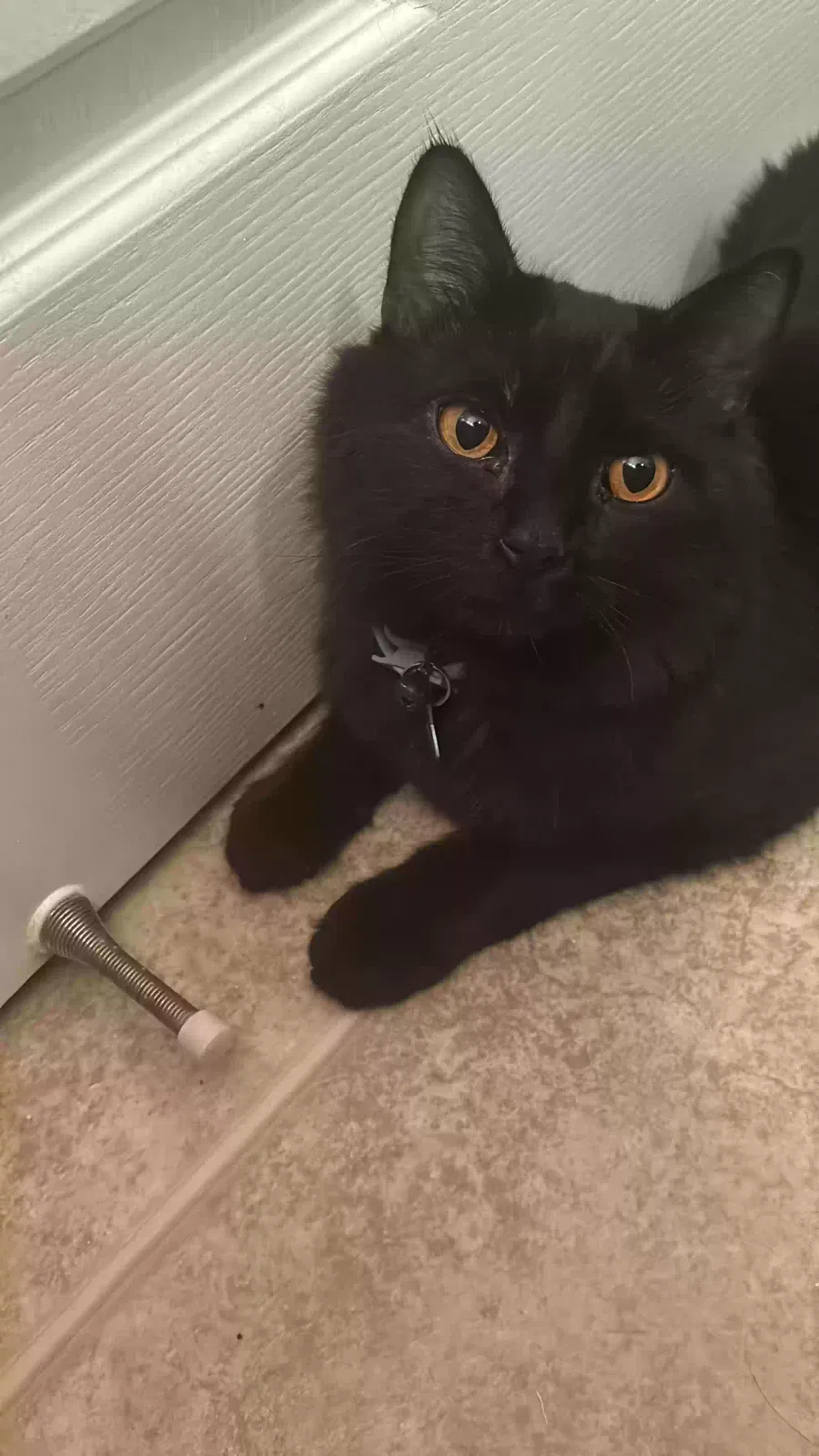 Lost cat in Sparks, NV, 89436