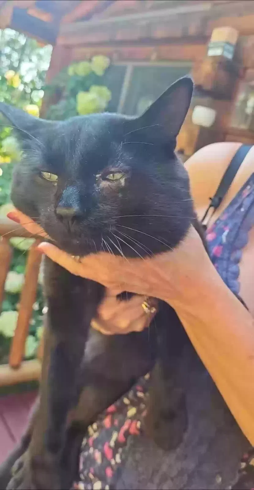 Lost cat in Battle Creek, MI, 49037