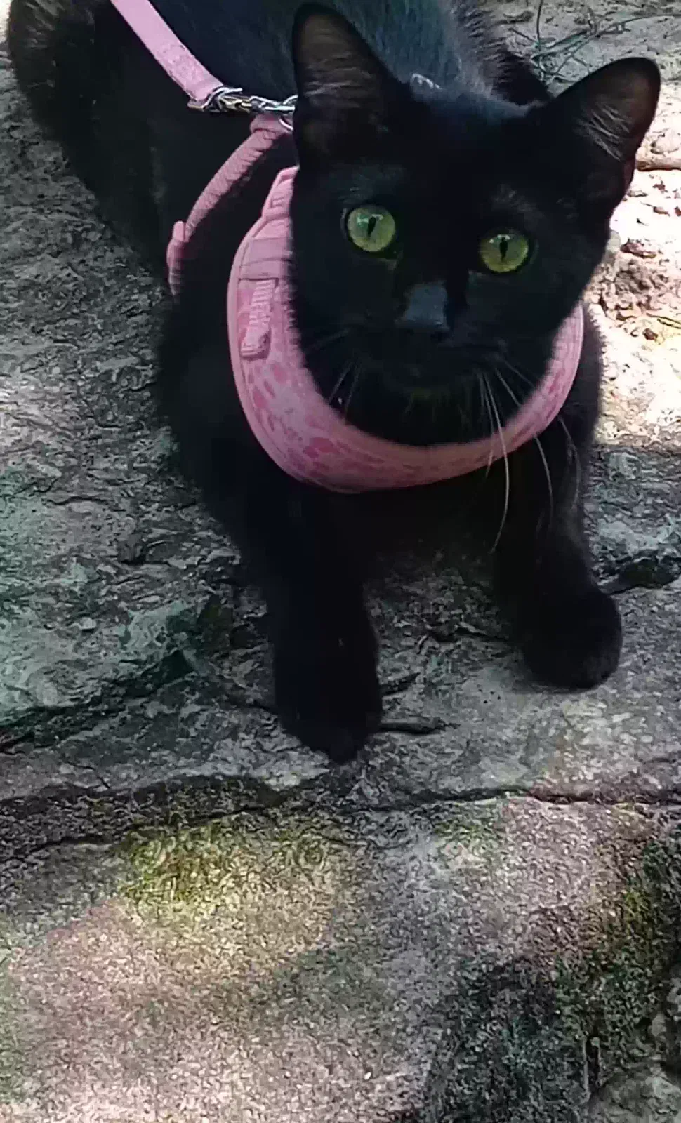 Lost cat in Saint Paul, MN, 55103