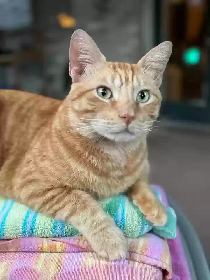 Lost cat in Lewisville, TX, 75067