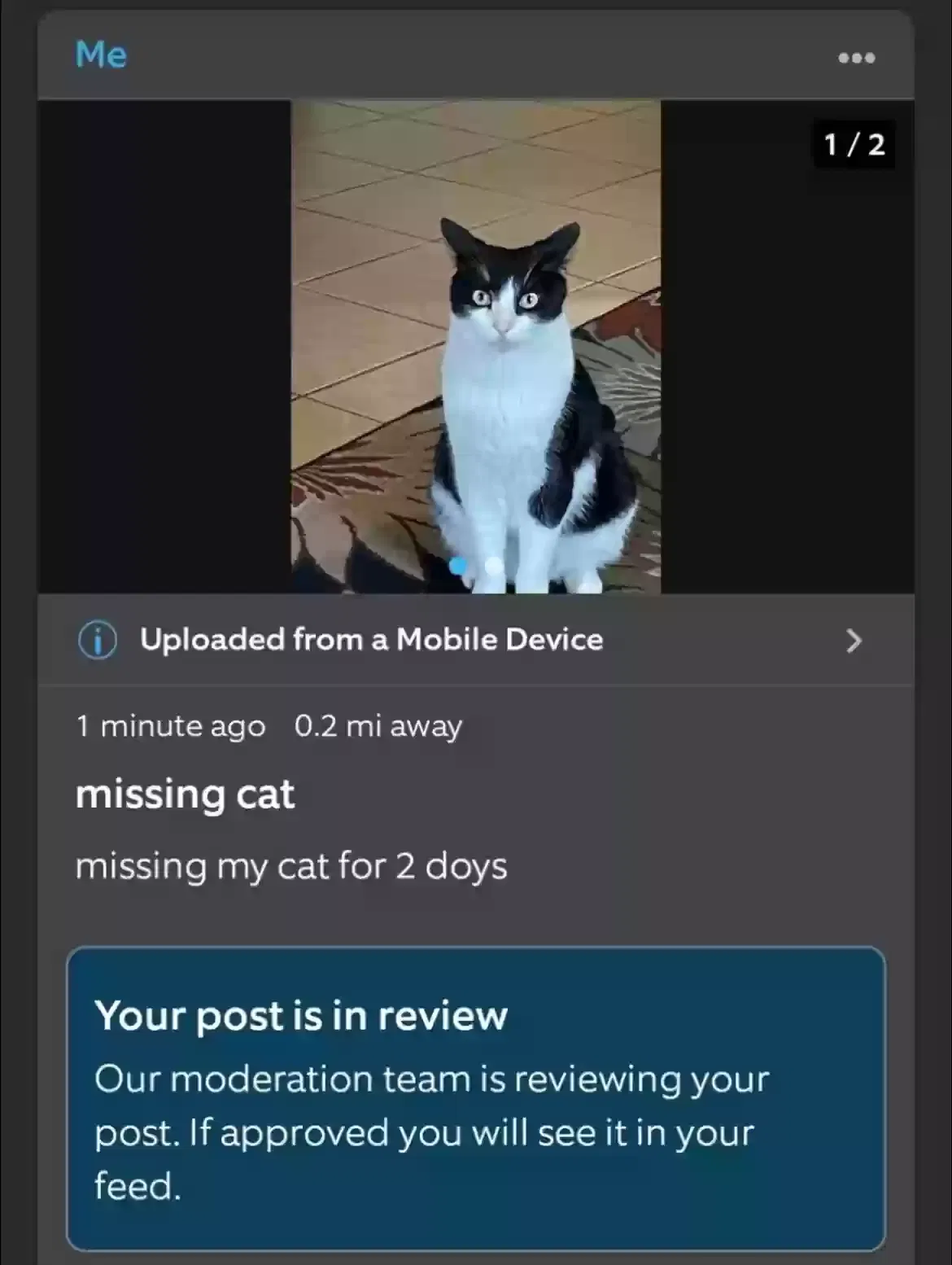 Lost cat in Cypress, TX, 77429