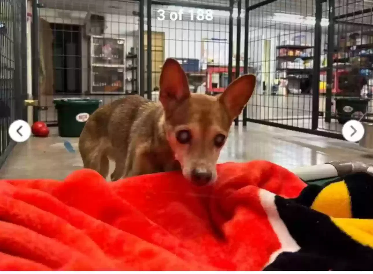 Lost dog in Simpsonville, KY, 40067