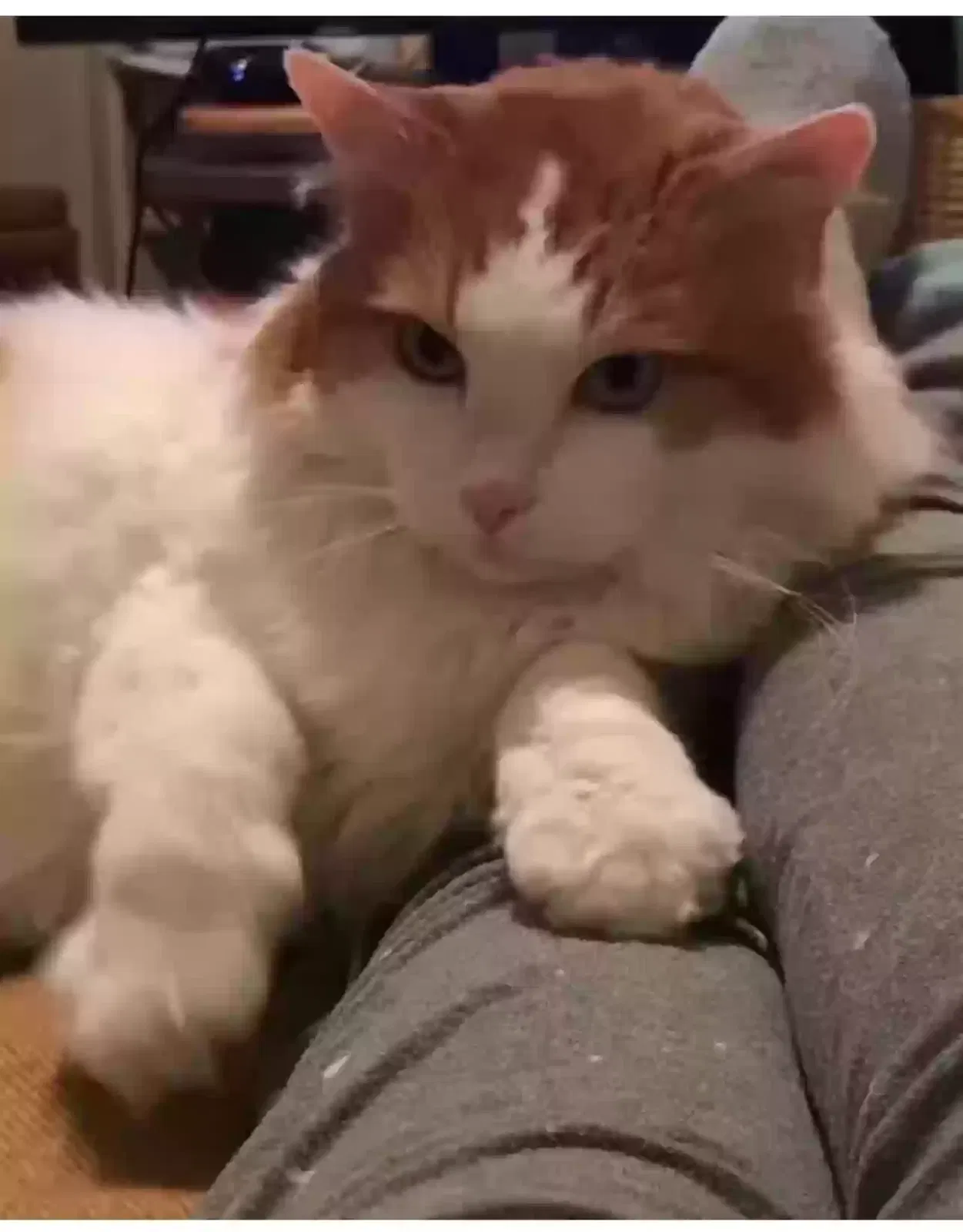 Lost cat in Memphis, TN, 38122