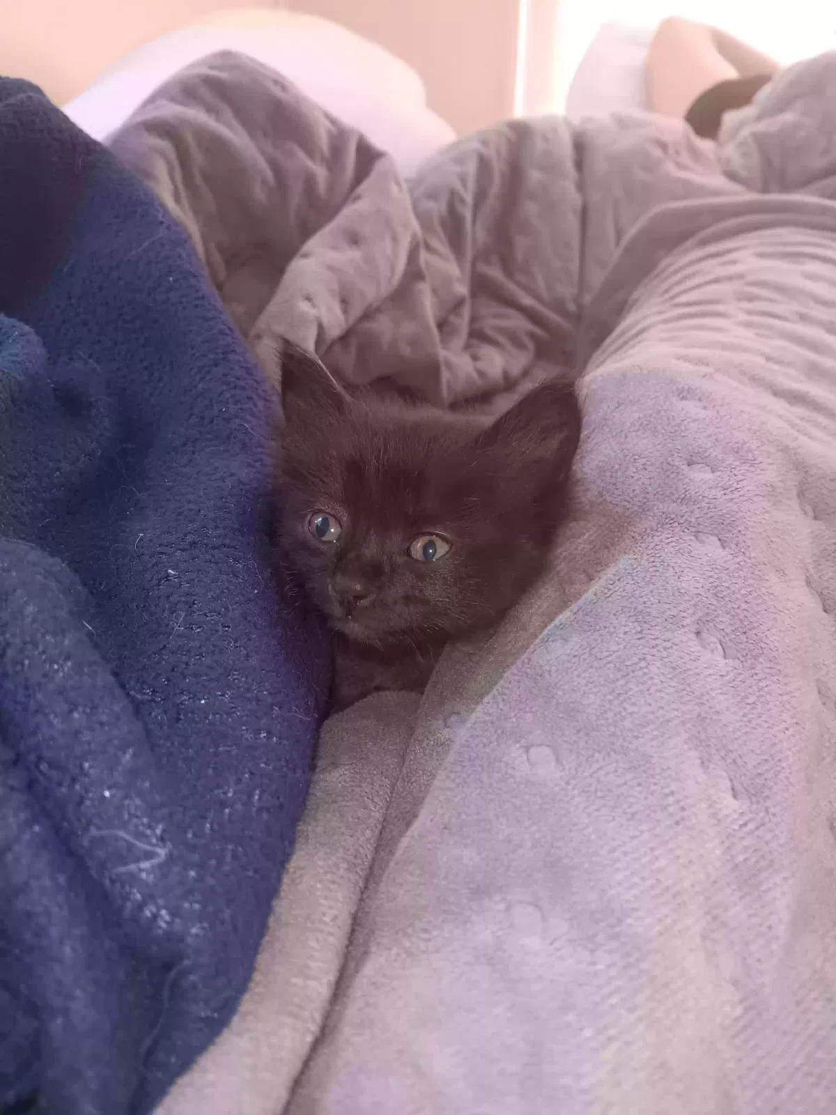 Found cat in Conway, AR, 72032