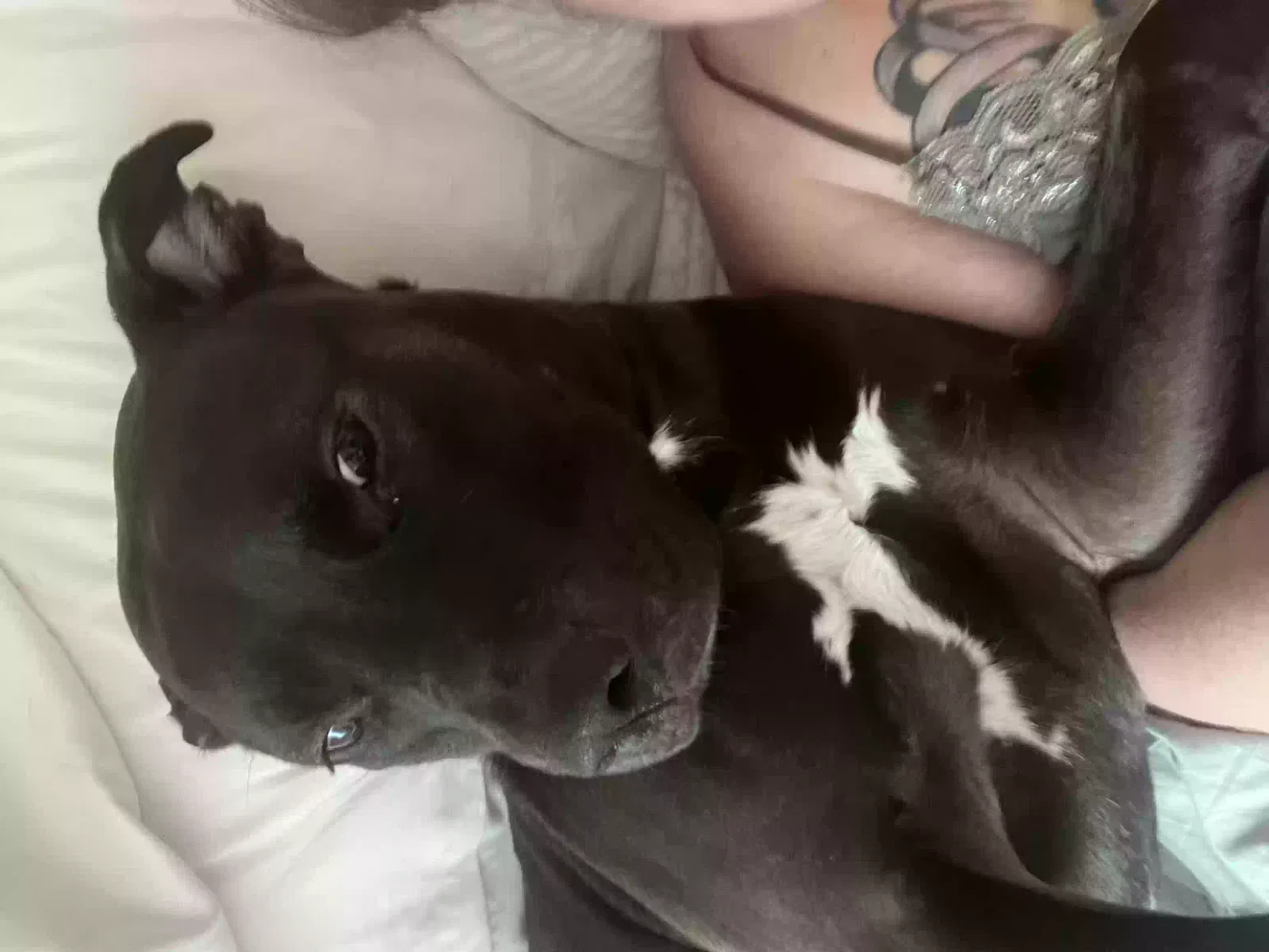 Lost dog in East Moline, IL, 61244