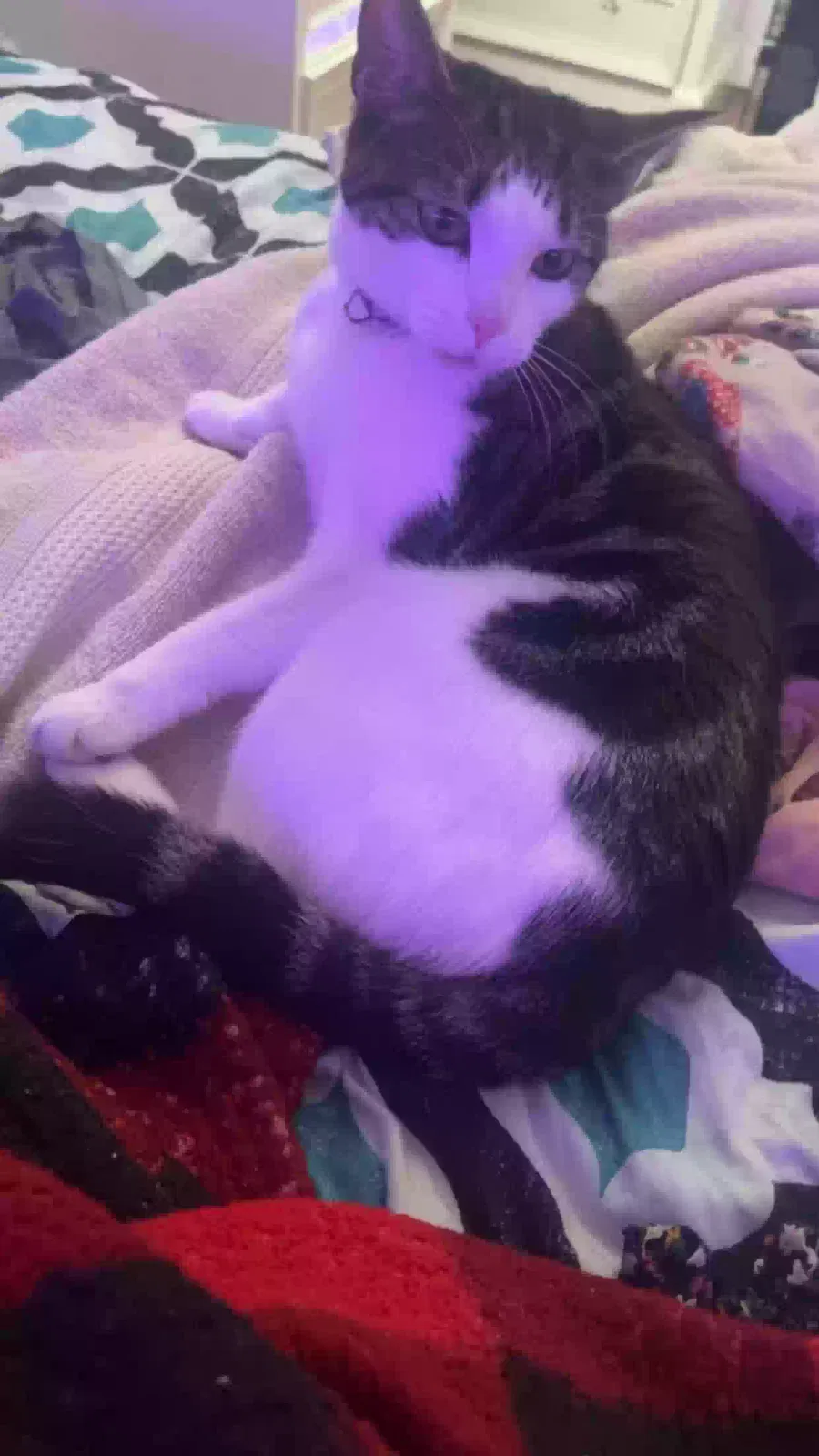 Lost cat in Lawrence, MA, 1841