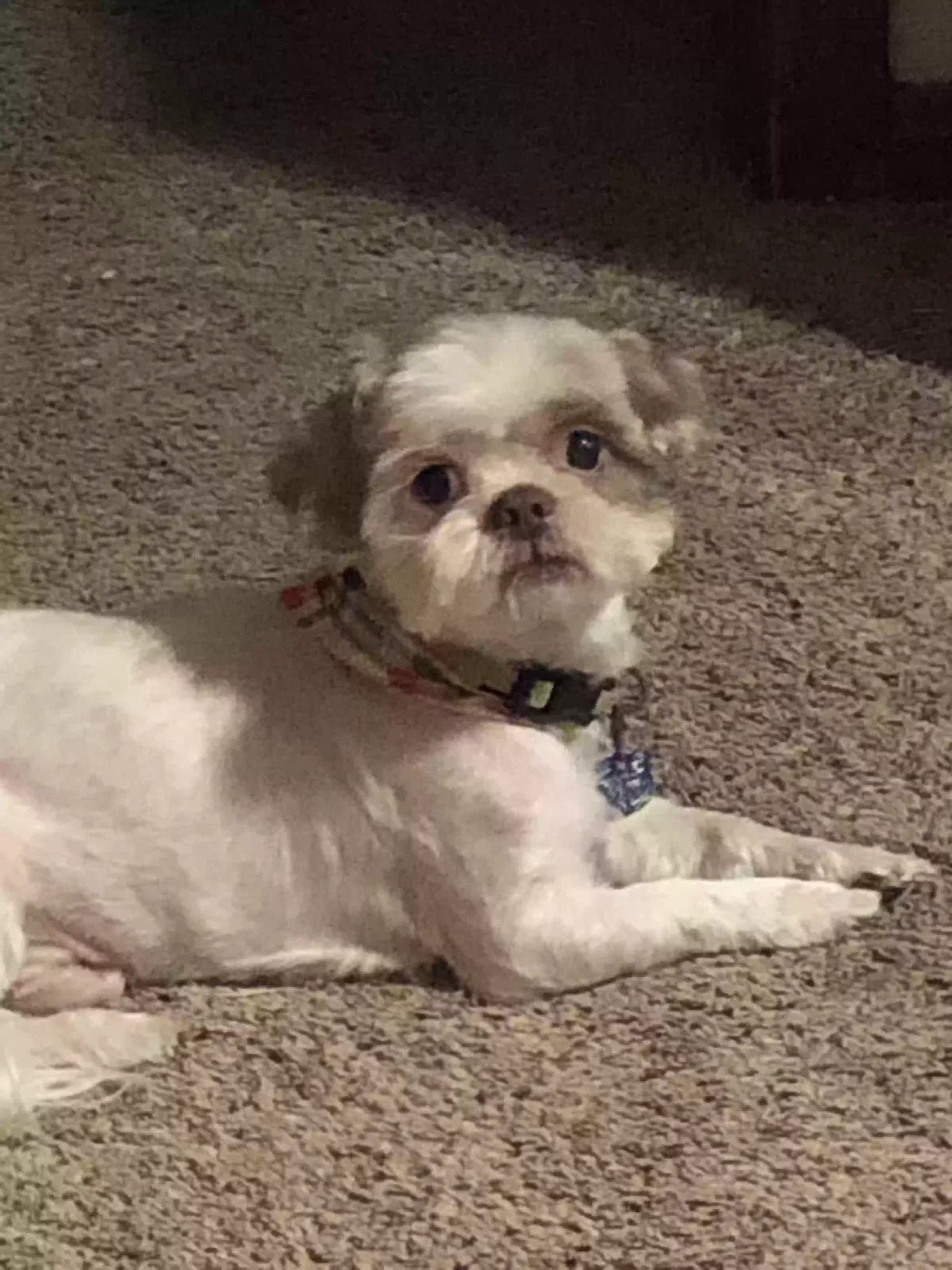 Lost dog in Jacksonville, FL, 32226