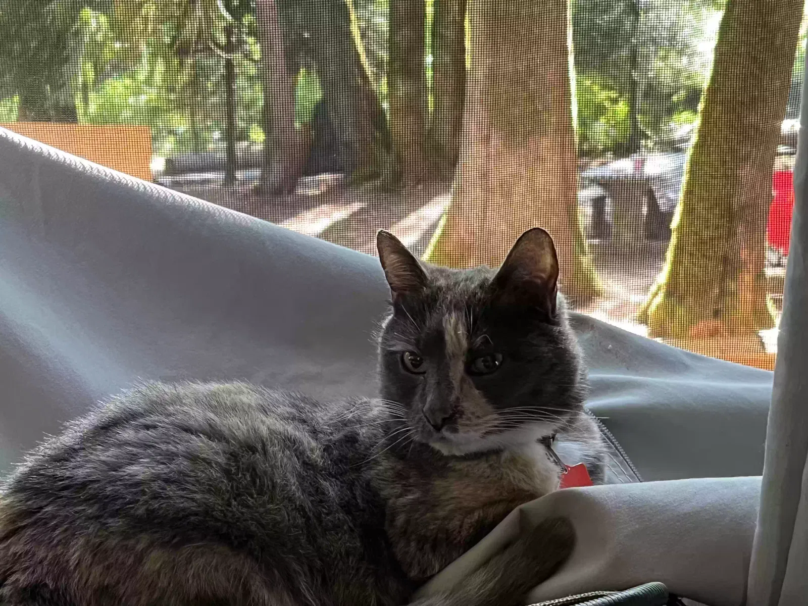 Lost cat in Shelton, WA, 98584