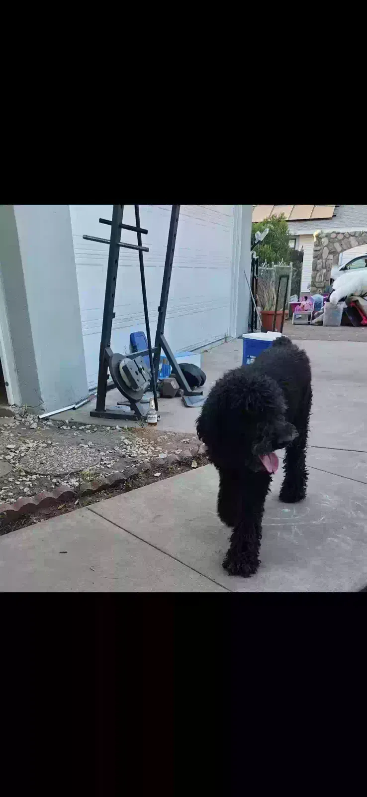 Lost dog in San Bernardino, CA, 92410