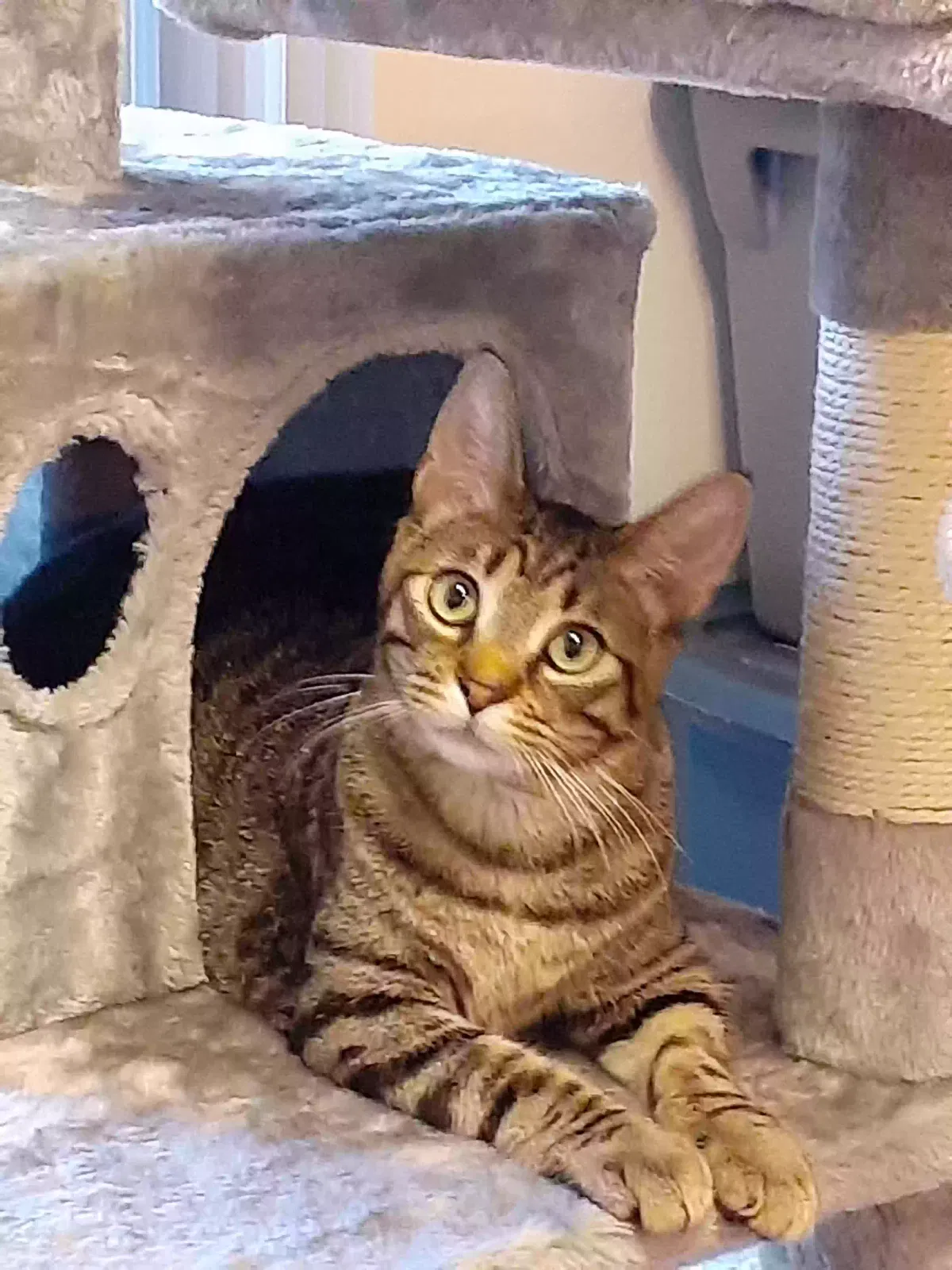 Lost cat in Salt Lake City, UT, 84107