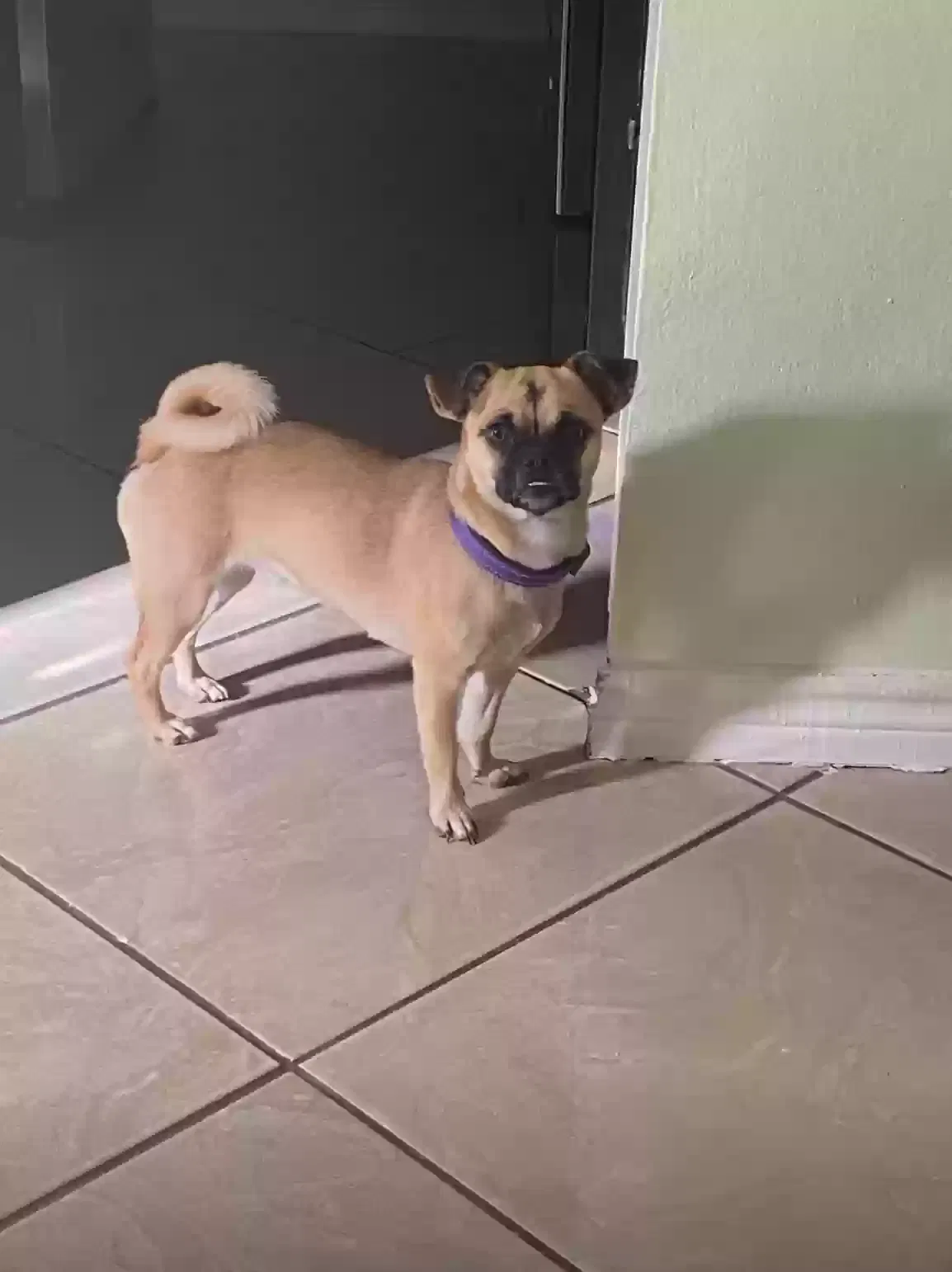Lost dog in Los Fresnos, TX, 78566
