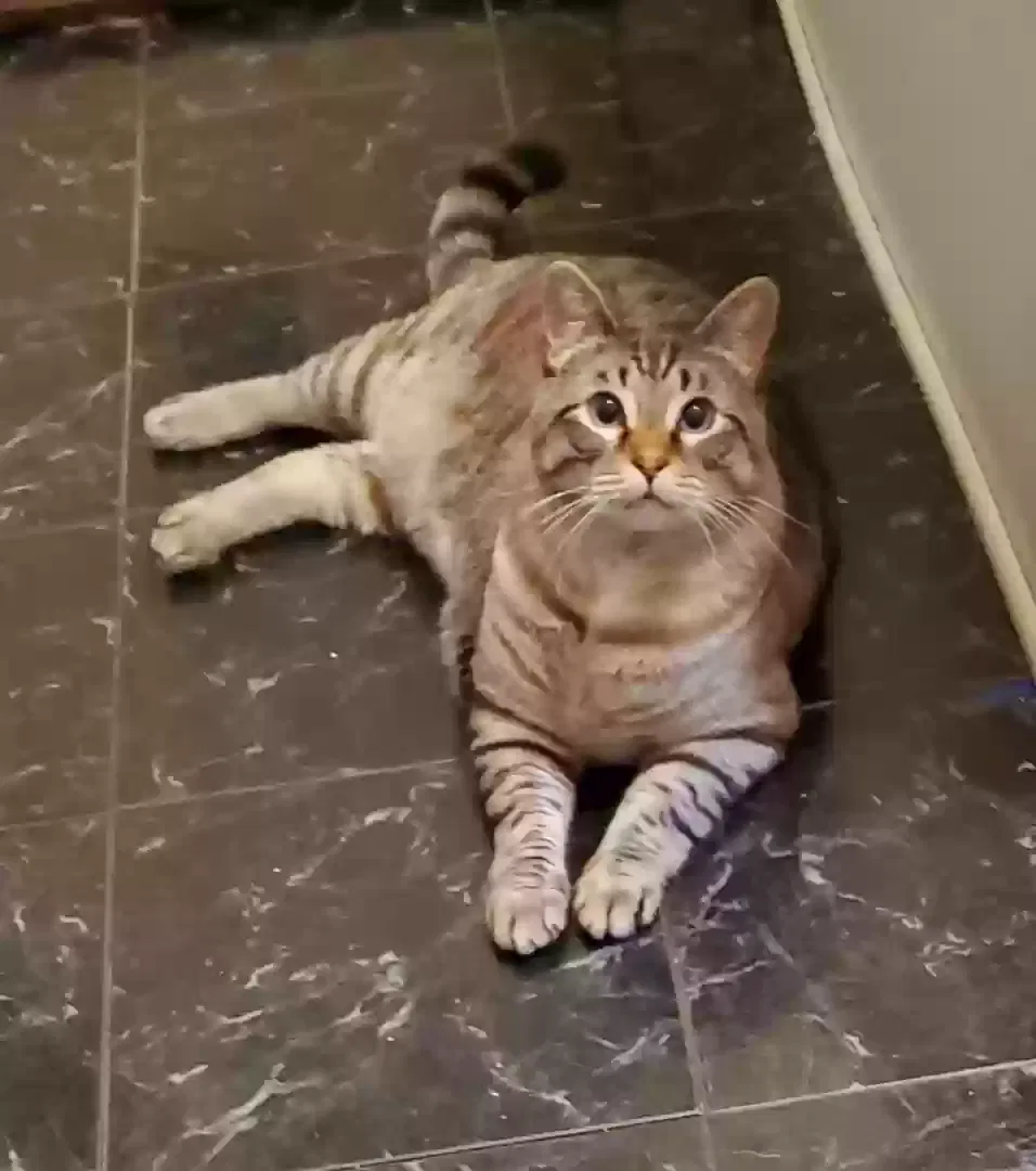 Lost cat in Tulsa, OK, 74104