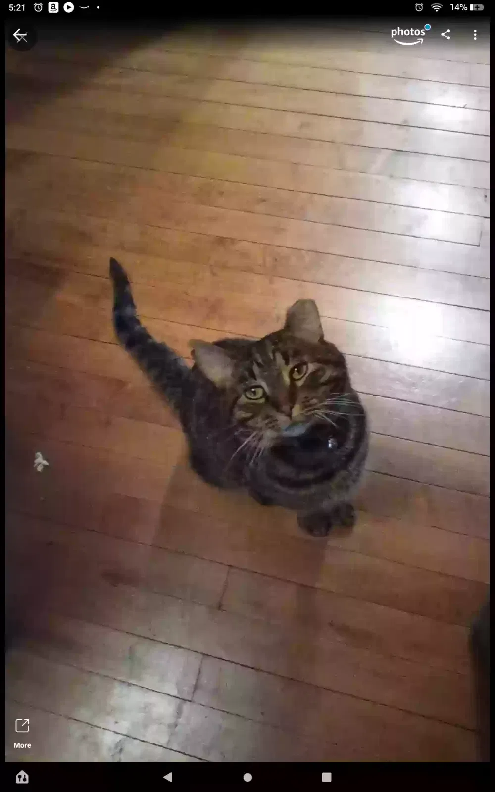 Lost cat in Cedarburg, WI, 53012